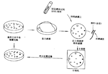 微流控芯片|微流控芯片批量加工