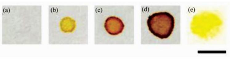 在全氟辛基二氧化硅(a~d)和甲基二氧化硅(e)修飾的疏水表面上進行細菌檢測(a)E.coli +破膜劑, 無CPRG；(b)E.coli + CPRG, 無破膜劑；(c)E.coli +破膜劑+ CPRG；(d)E.coli(2倍用量)+破膜劑(2倍用量) + CPRG；(e)E.coli +破膜劑+ CPRG(標尺=5 mm)