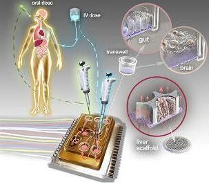 人體芯片的藝術表現接近于體外生物學，生物工程設備培養了許多能夠代表每個器官最小功能單元的3D組織培養