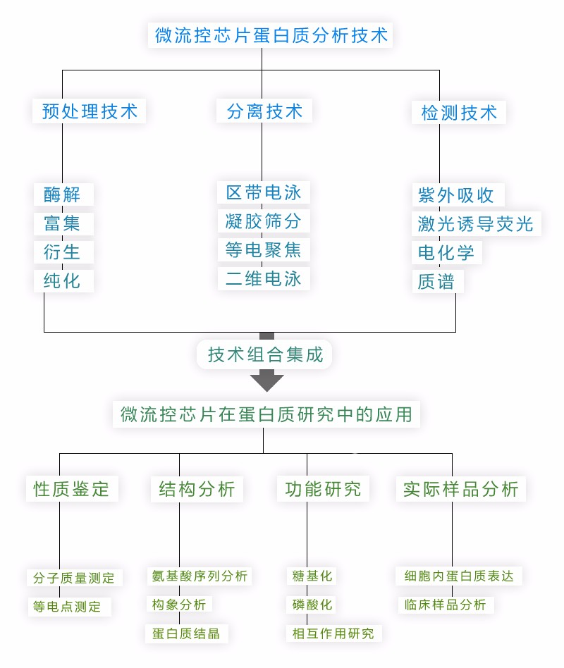 微流控芯片蛋白分析技術(shù)