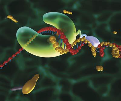 微流控PCR, QPCR, RT-PCR & QRT-PCR