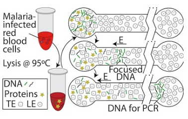 提取DNA