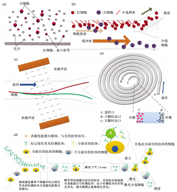 圖3無標簽細胞分離方法芯片結構示意圖(a)小孔徑攔截酯膜電鏡圖。(b)非對稱流系統細胞分離示意圖。(c)斜角表面聲波技術細胞分離。(d)微液滴細胞分選。(e)多路復用螺旋微流控芯片細胞分離示意圖