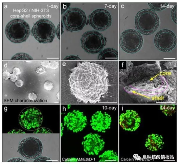 圖片5.png 圖4 在核-殼球體中共培養(yǎng)肝細胞和成纖維細胞。a-c) 肝細胞在核心和殼中的成纖維細胞分別共培養(yǎng)1天，7天和14天。隨著時間的推移，保持其球形形態(tài)。d-e)SEM圖像。f) 在核-殼結構中空間受限的細胞集合。g）在-80℃下凍兩周然后在37℃下融化之后，封裝在球狀體中的細胞的高存活力。h）封裝在球體中的細胞共培養(yǎng)10天顯示出高細胞活力。i）培養(yǎng)14天的細胞的活力略有下降。